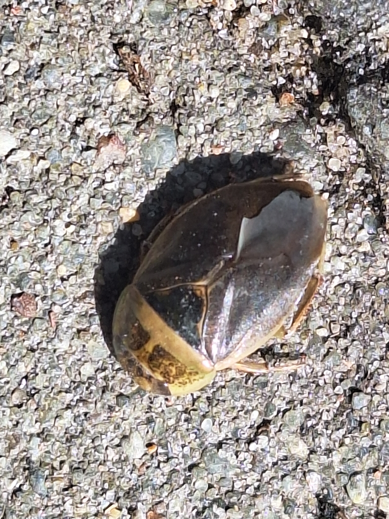 Eurasian Saucer Bug from Al.J.Pawła II 11, 14-200 Iława, Polska on ...