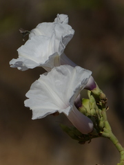 Ipomoea carnea