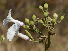 Ipomoea carnea