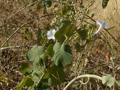 Ipomoea carnea