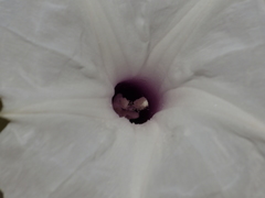 Ipomoea carnea
