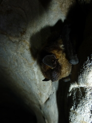 Eptesicus nilssonii