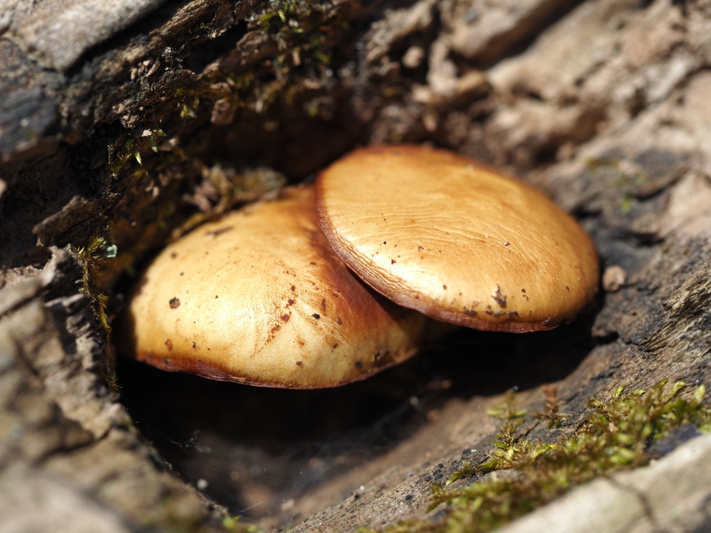 Galerina marginata · April 2026 · photo: © smpbiologist-jwilliams (iNaturalist, cc-by)