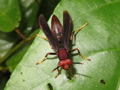 Polistes lanio
