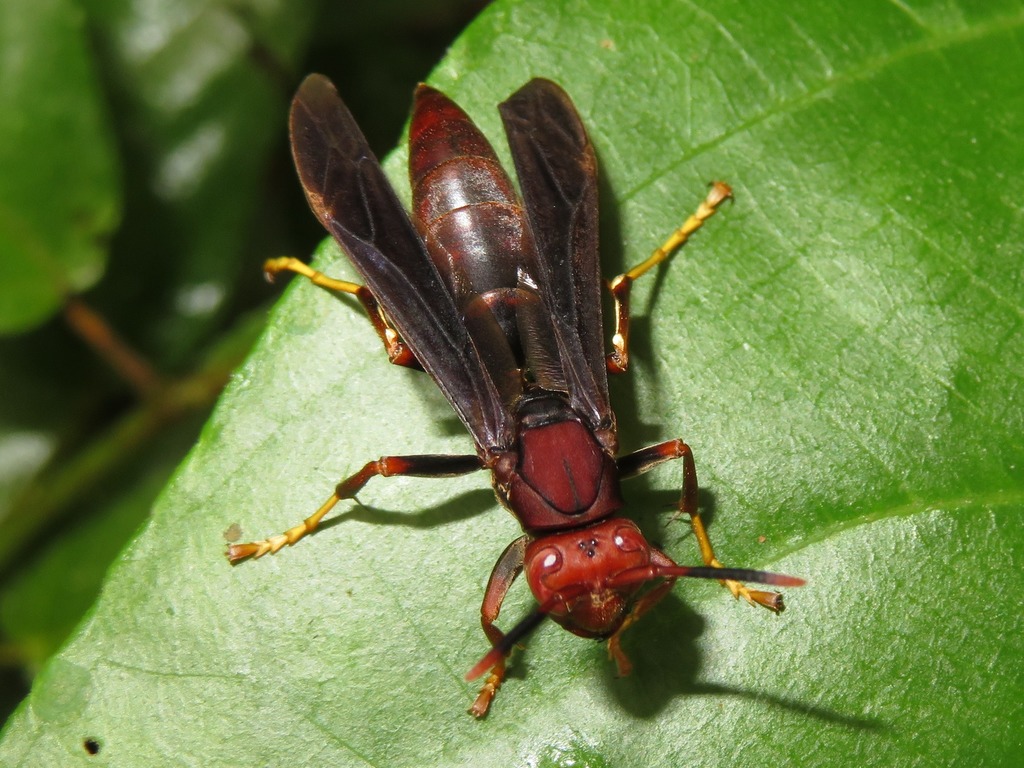 Polistes lanio