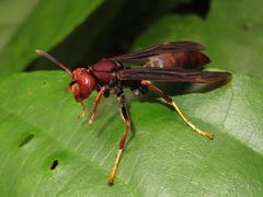Polistes lanio