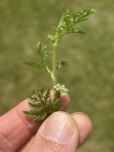 Knotted Hedgeparsley (Torilis nodosa)
