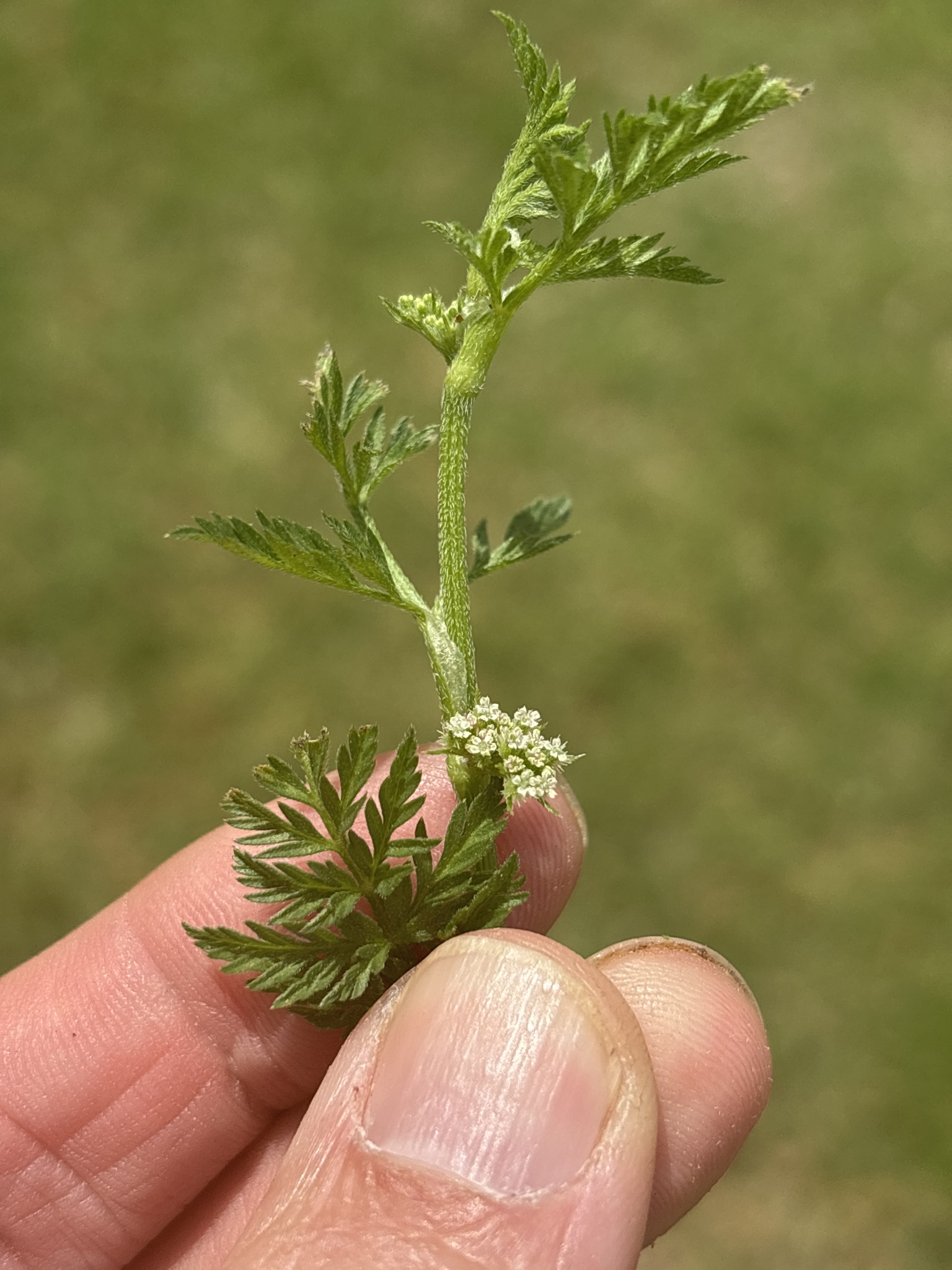 Knotted Hedgeparsley (Torilis nodosa)