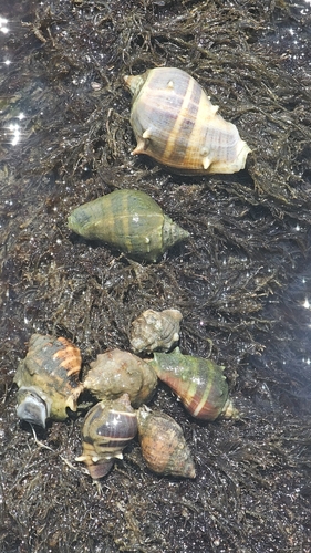 Caribbean Crown Conch