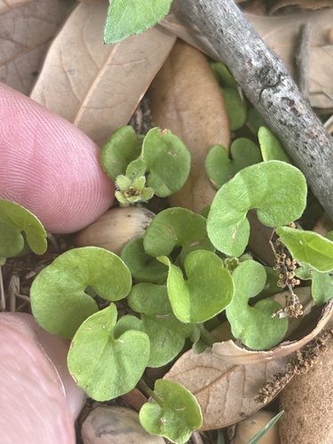 Carolina Ponysfoot (Dichondra carolinensis)