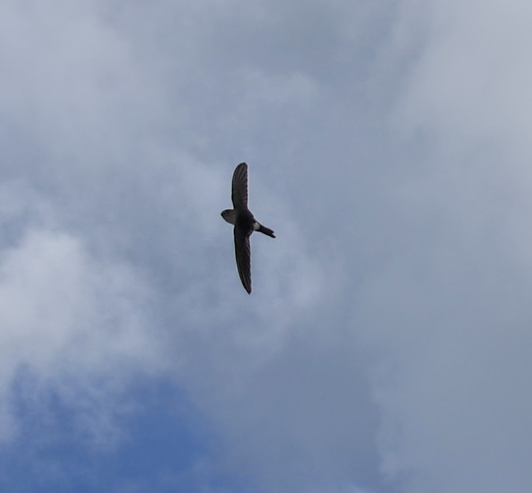 Antillean Palm Swift (Tachornis phoenicobia), photo 8