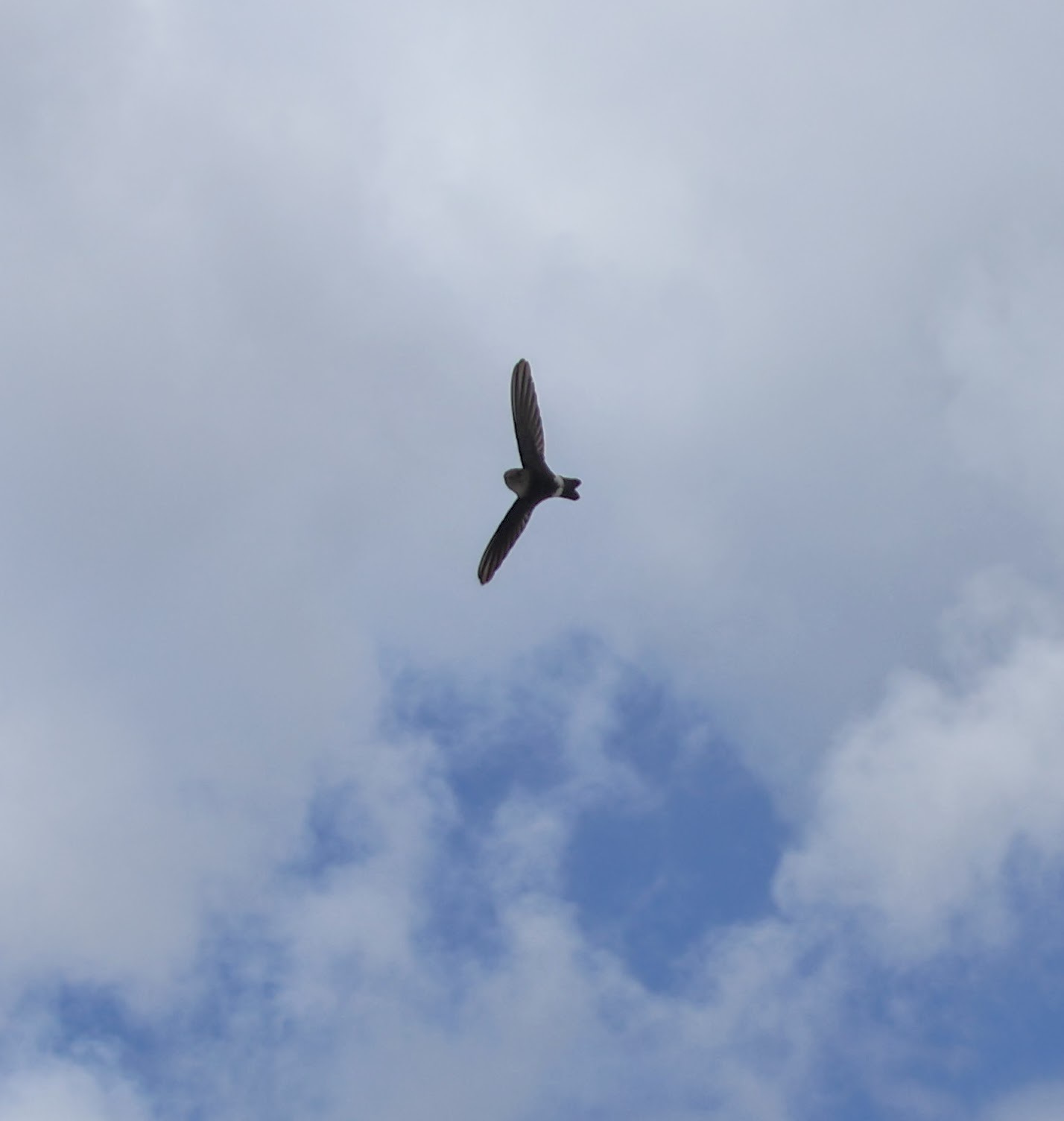 Antillean Palm Swift (Tachornis phoenicobia), photo 10