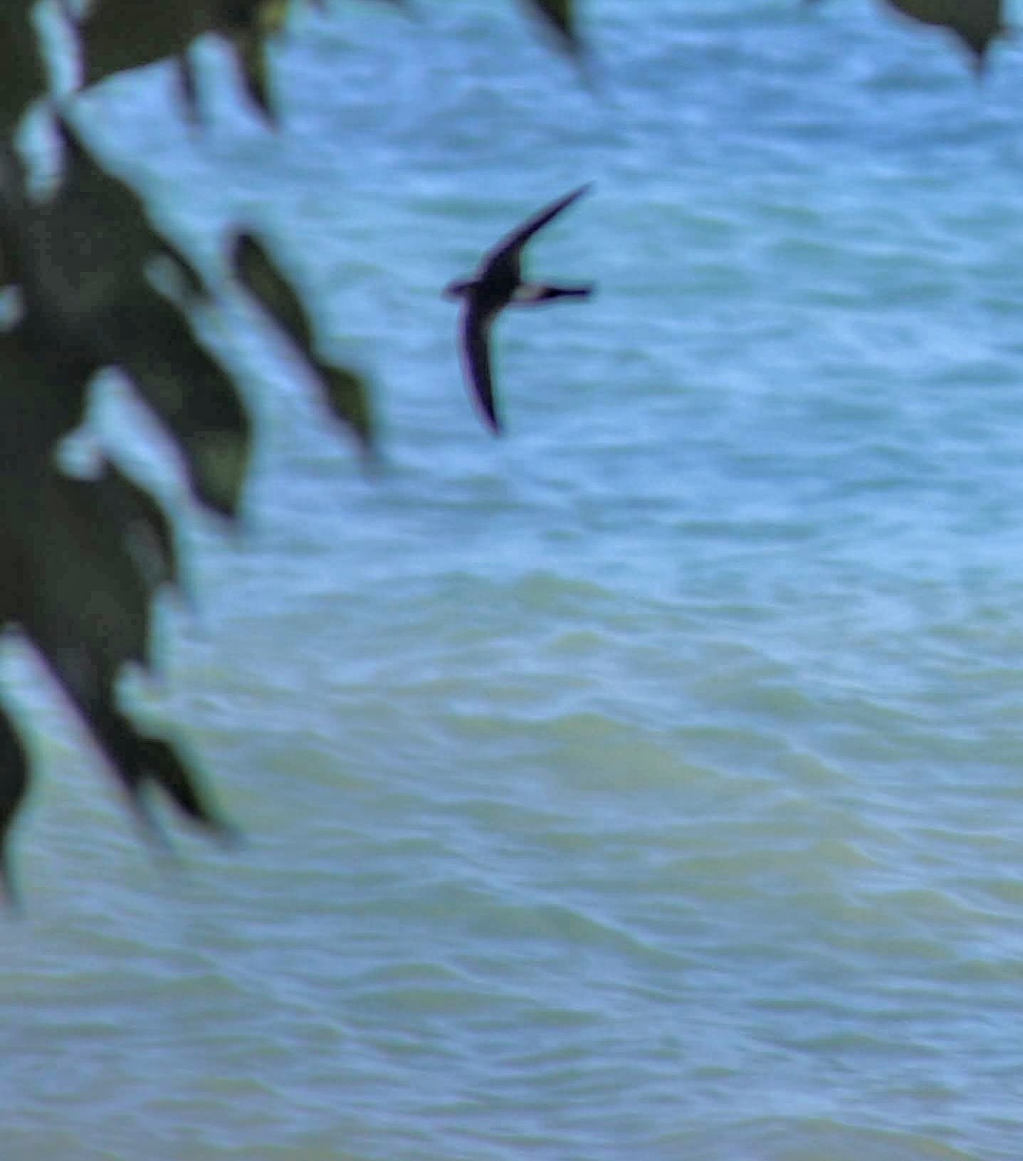 Antillean Palm Swift (Tachornis phoenicobia), photo 9