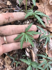 Cardamine concatenata