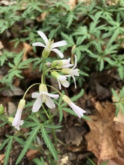 Cardamine concatenata
