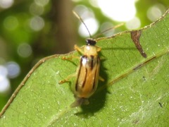 Neobrotica