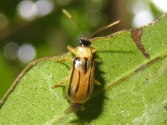 Neobrotica