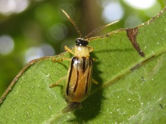 Neobrotica