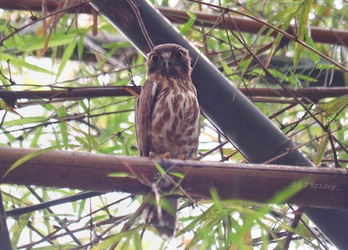 Brown Boobook
