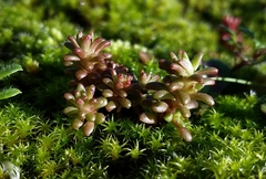 Sedum radiatum