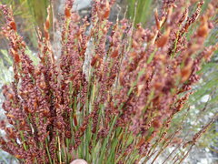 Elegia hookeriana