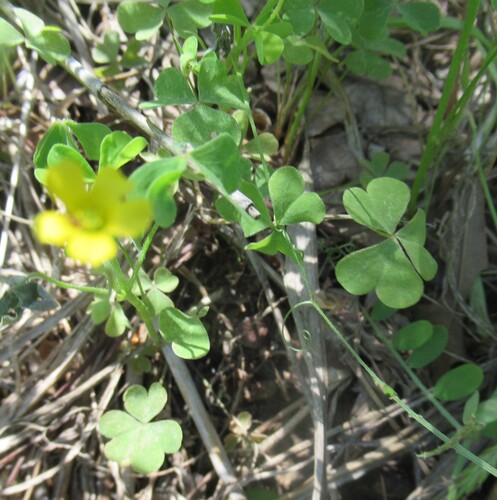 slender yellow woodsorrel (Oxalis dillenii)