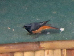 Phoenicurus ochruros phoenicuroides