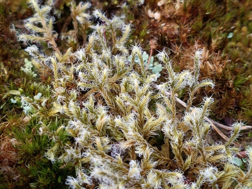 Woolly Fringe-moss (Racomitrium lanuginosum)