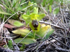 Ophrys sicula