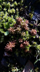 Sedum radiatum