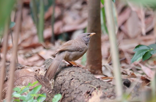 Jungle Babbler