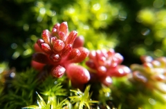 Sedum radiatum