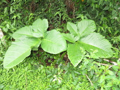 Xanthosoma tarapotense
