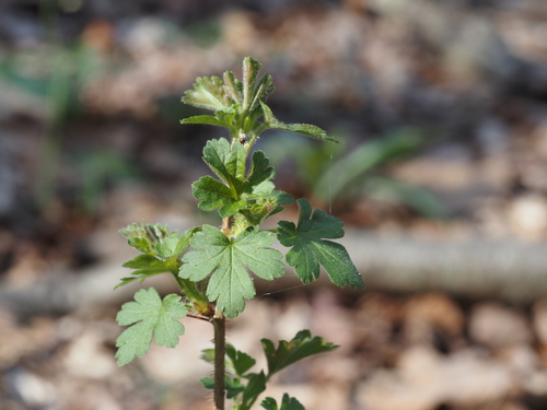 Eastern Prickly Gooseberry (Ribes cynosbati)