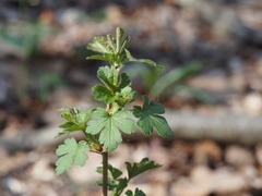 Groseillier À Maquereau Épineux (Ribes cynosbati)