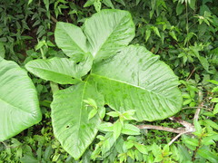 Xanthosoma tarapotense