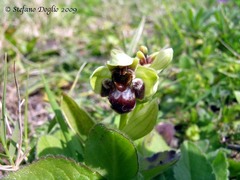 Ophrys bombyliflora