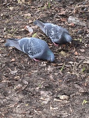 Columba livia domestica