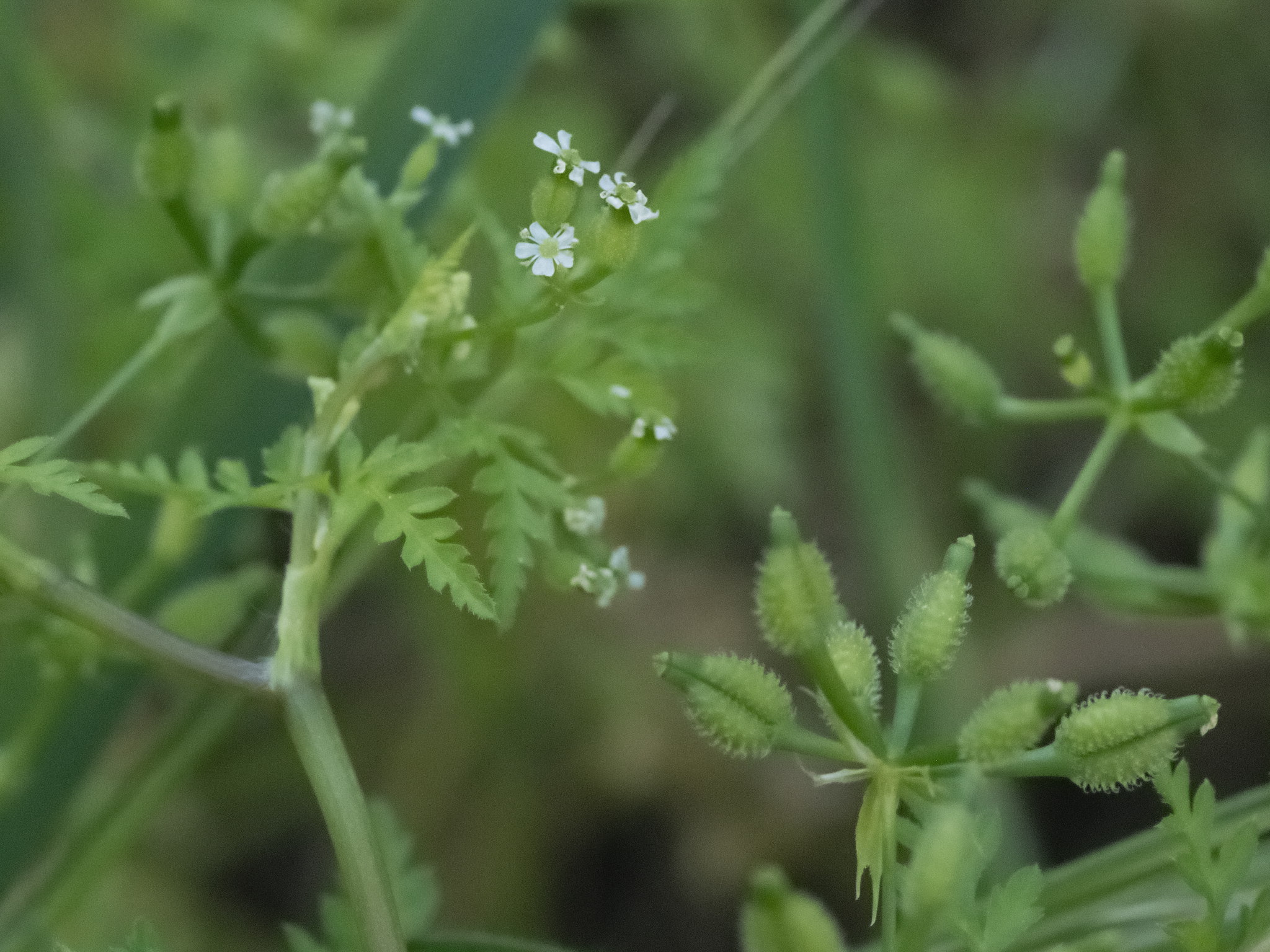 Bur Chervil (Anthriscus caucalis)