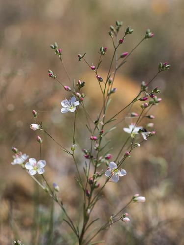 California dwarf flax (Hesperolinon californicum)