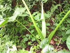 Xanthosoma tarapotense