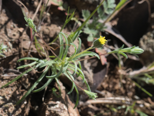 wirestem (Rigiopappus leptocladus)