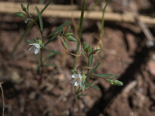 Smallflower Dwarf Flax (Hesperolinon micranthum)