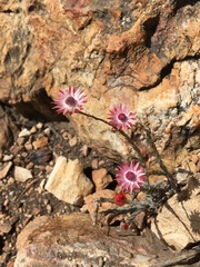 Syncarpha canescens canescens