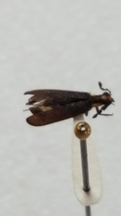 Pyticeroides laticornis