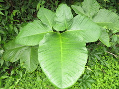 Xanthosoma tarapotense
