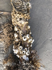 Amphibalanus eburneus