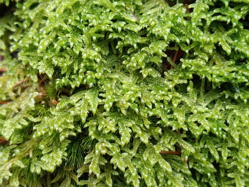 Heath Plait-moss (Hypnum jutlandicum)