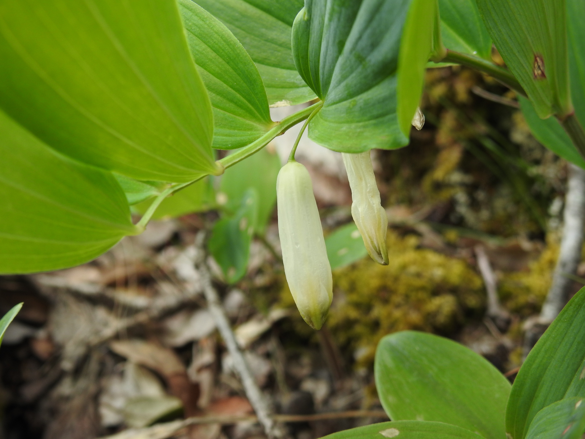 Scented Solomon's-Seal (Polygonatum odoratum)
