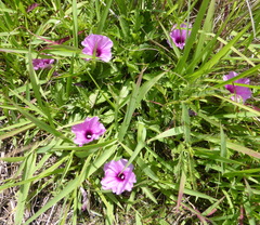 Ipomoea oenotherae